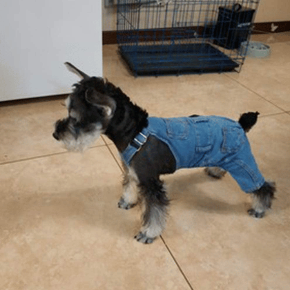 The Best Dog Pants to Keep Your Furry Friend Comfortable