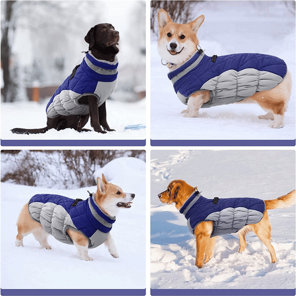 Need a dog coat with a harness? Here is why your dogs need one